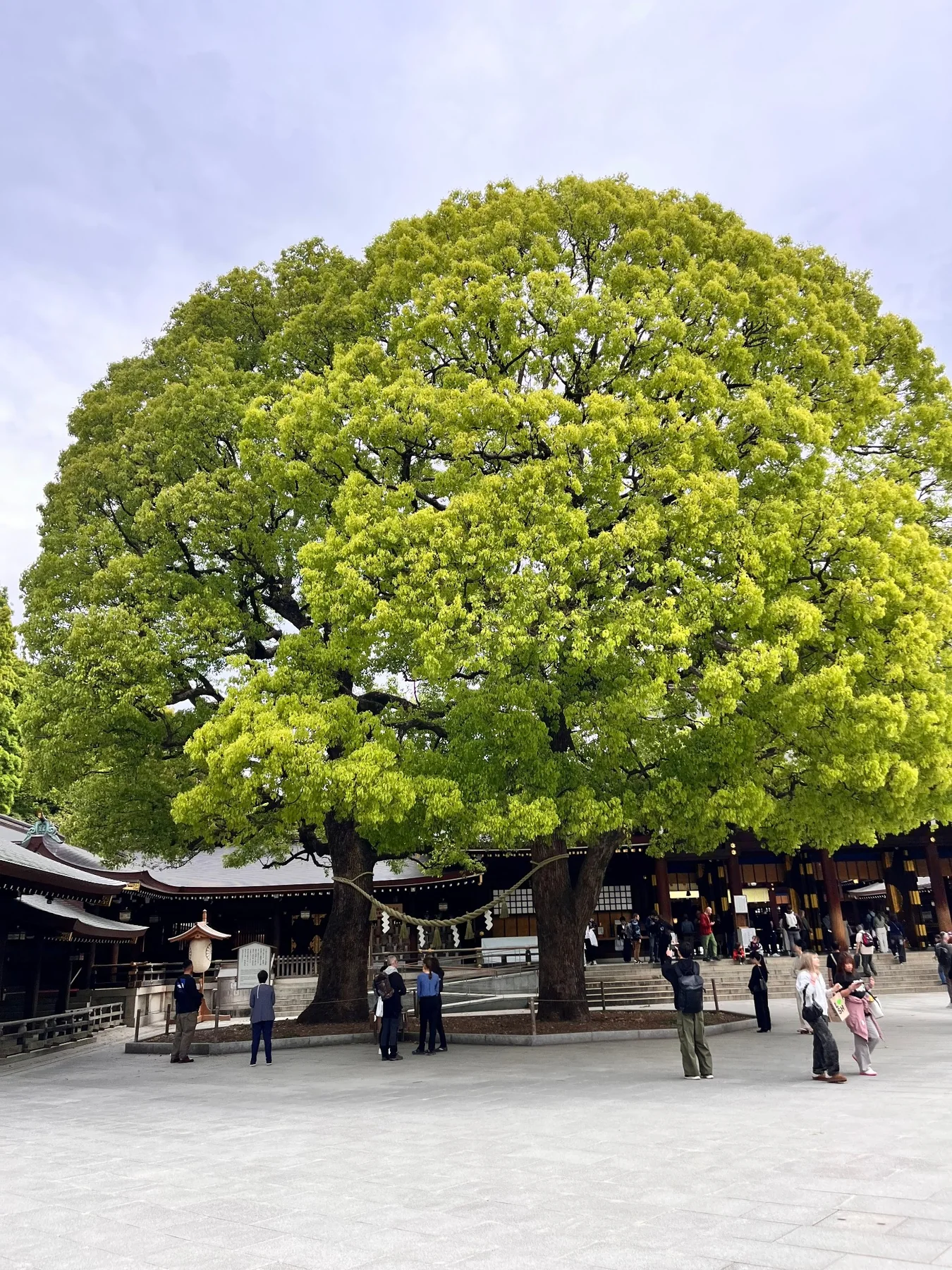 Blog Momiji Go